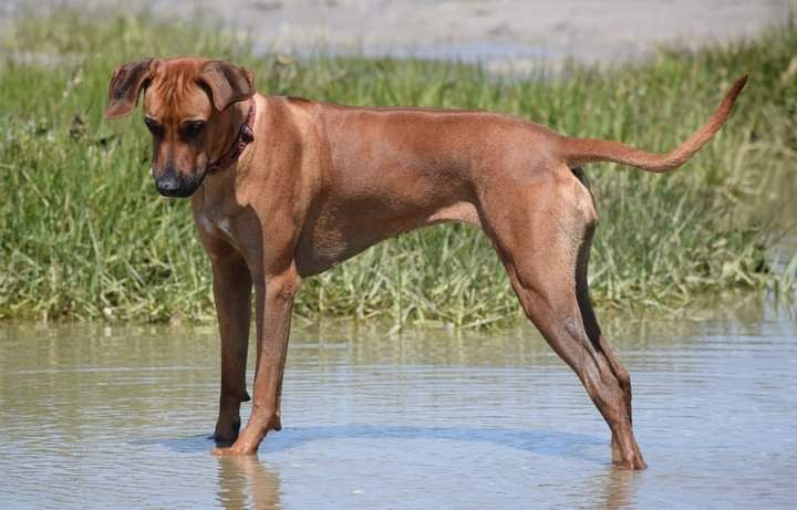 Tanzanian dream de karibu ridgeback