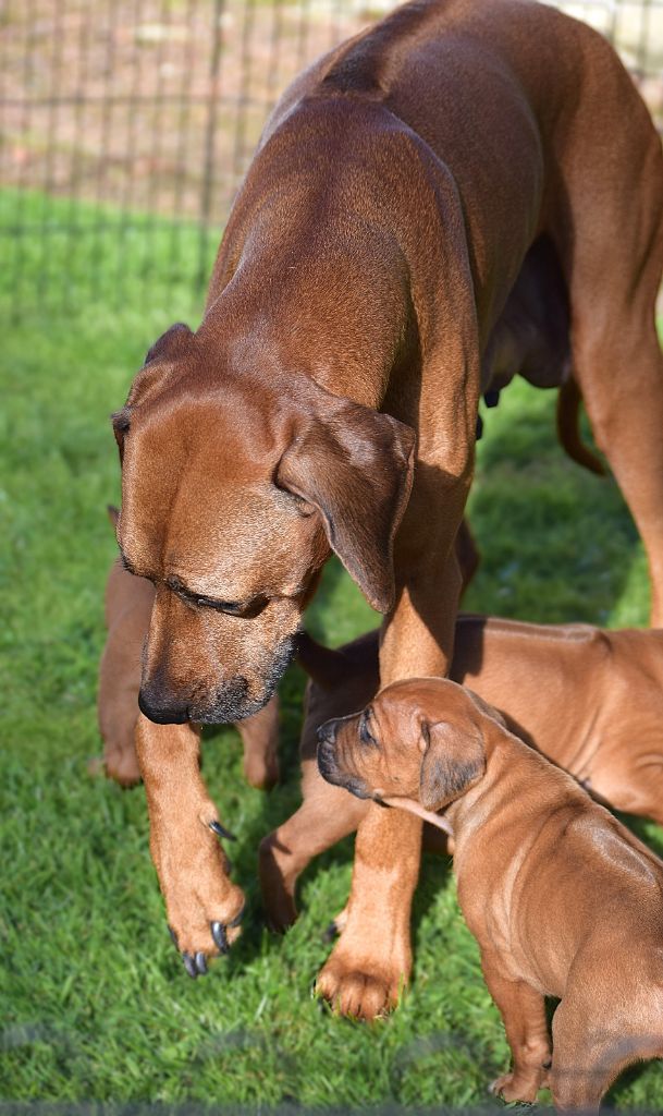 Des Dunes Des Crocs - Premier bain de soleil pour les chiots 