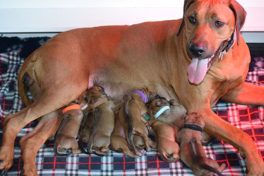 Des Dunes Des Crocs - Naissance de nos petits lions !