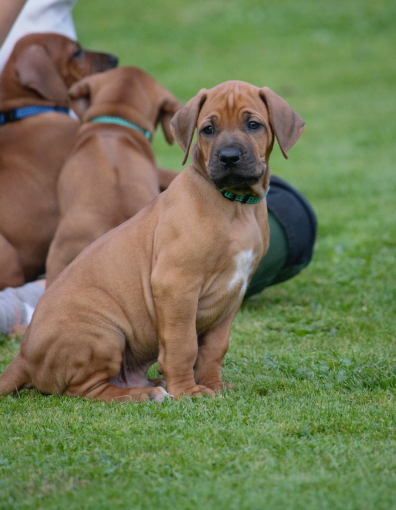 Des Dunes Des Crocs - Plus de chiot disponible, rdv en 2023 !