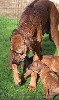  - Premier bain de soleil pour les chiots 