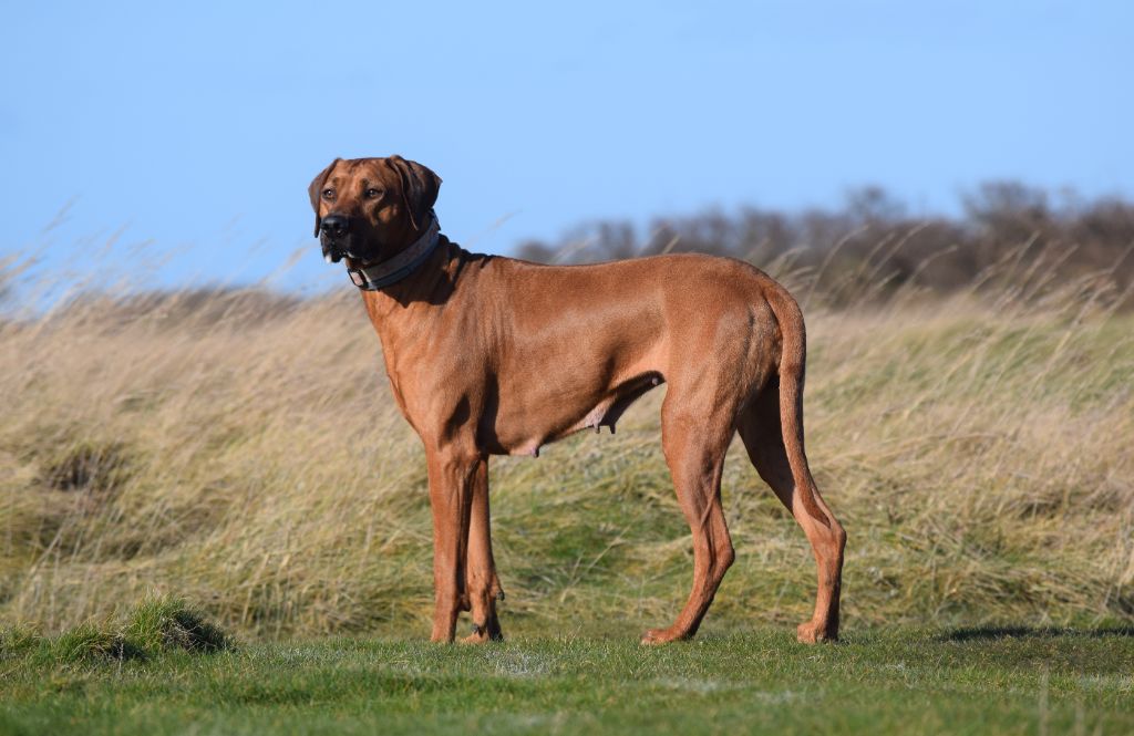 Pemba de karibu ridgeback