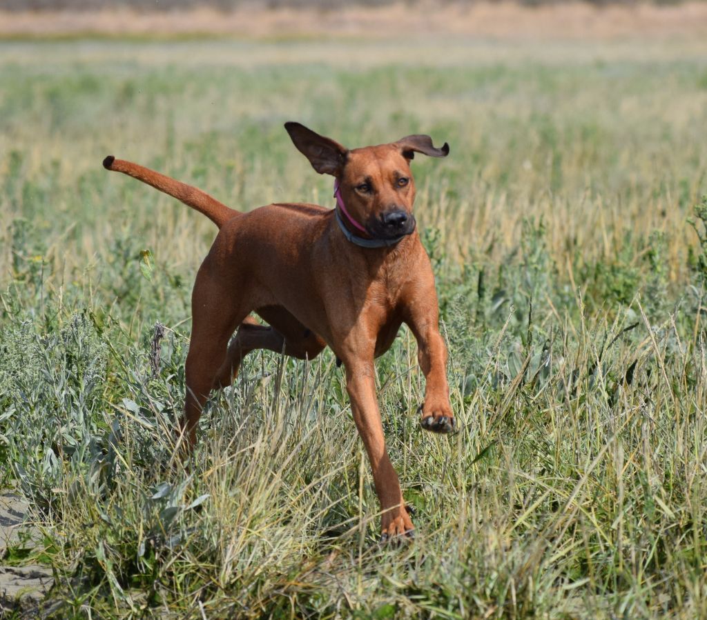 Pemba de karibu ridgeback