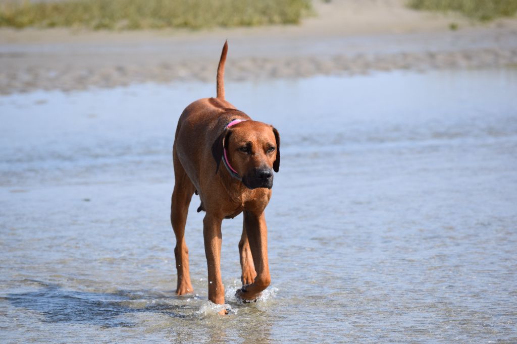 Pemba de karibu ridgeback