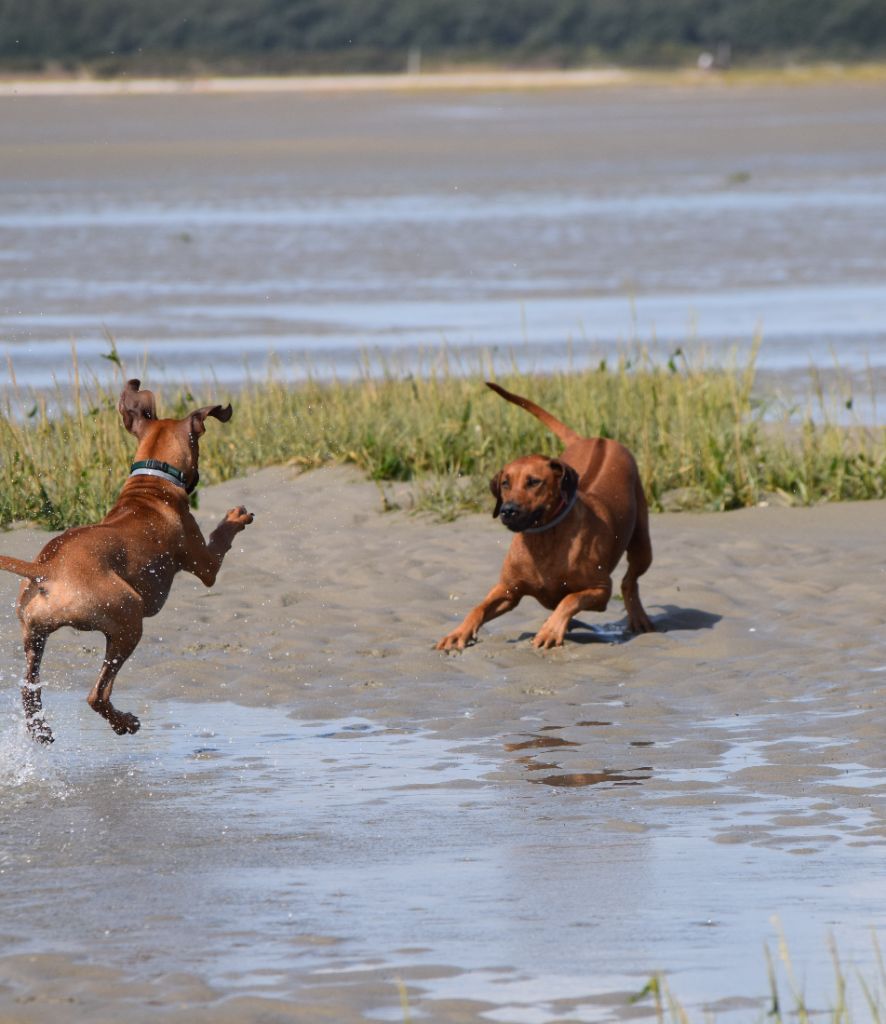 Tanzanian dream de karibu ridgeback