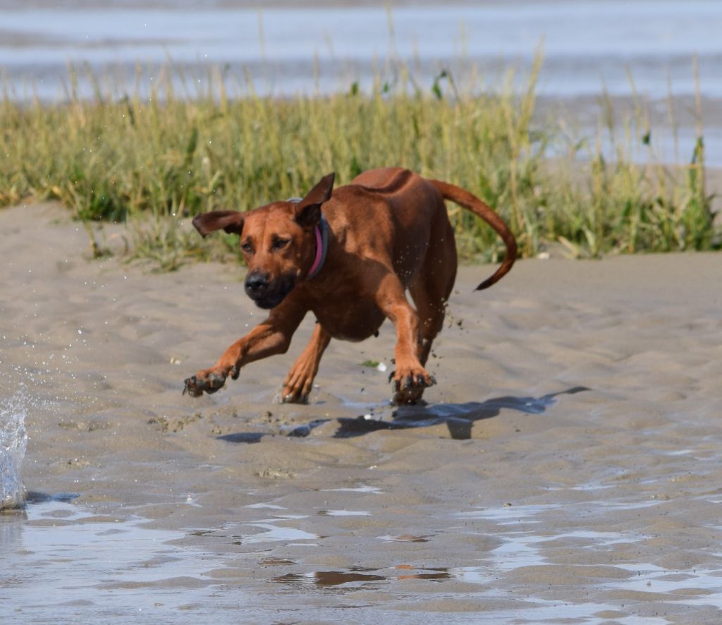 Pemba de karibu ridgeback