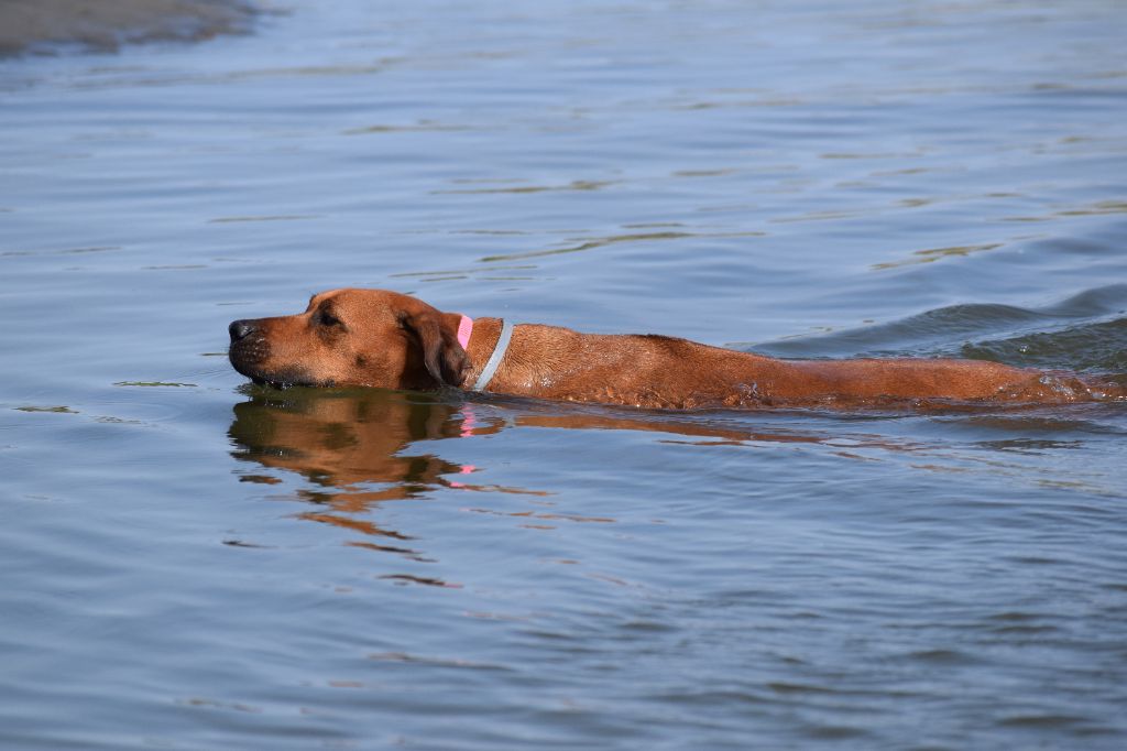 Pemba de karibu ridgeback