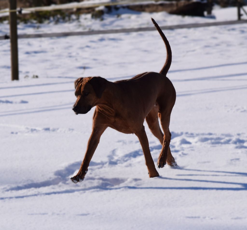 Pemba de karibu ridgeback