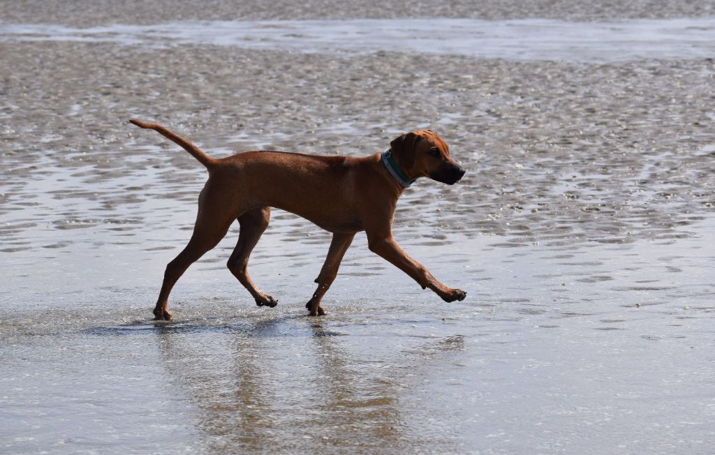 Tanzanian dream de karibu ridgeback