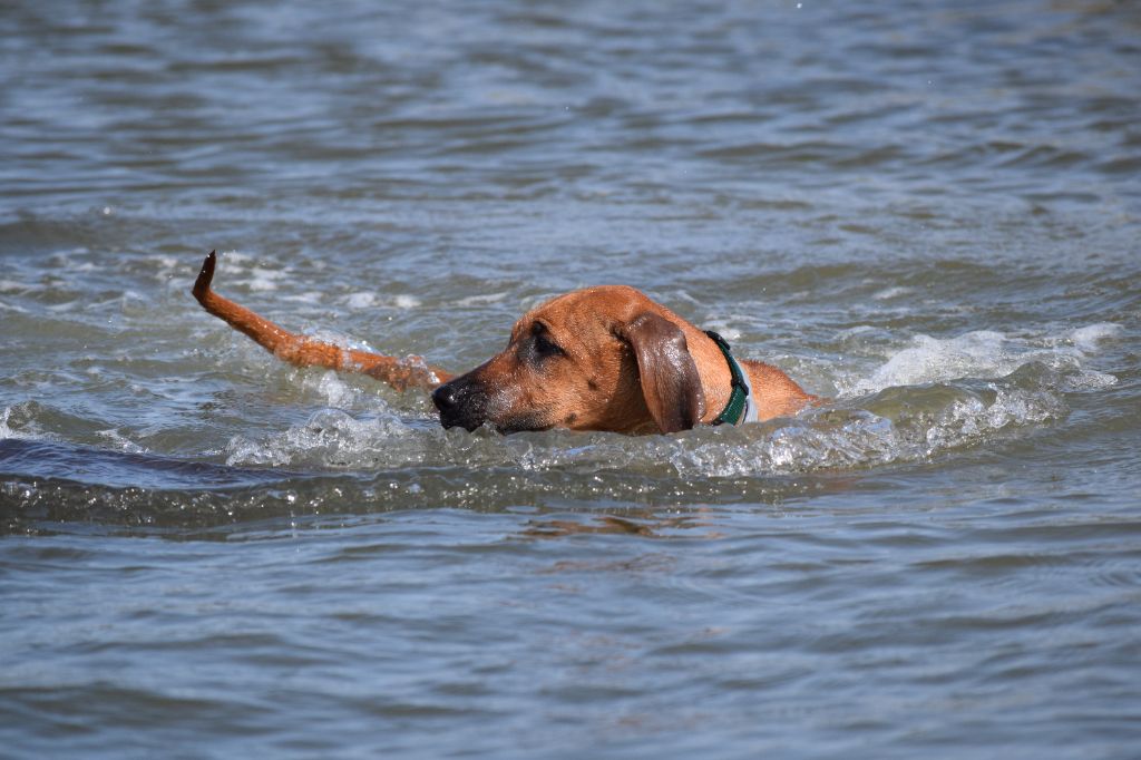 Tanzanian dream de karibu ridgeback