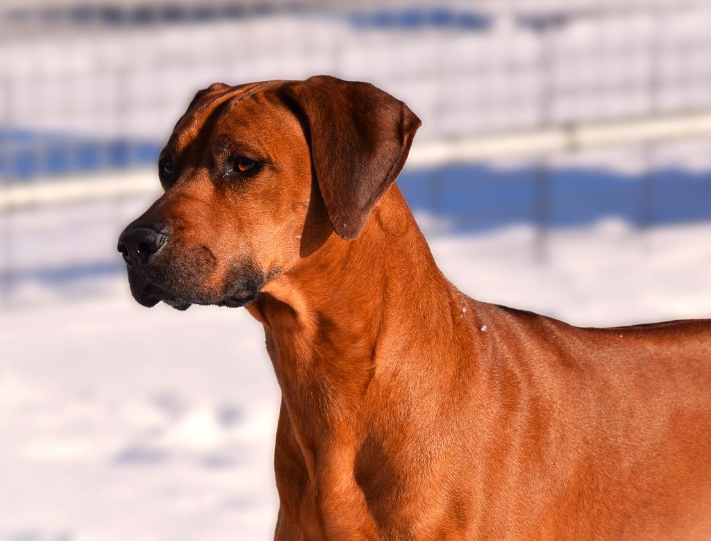 Pemba de karibu ridgeback