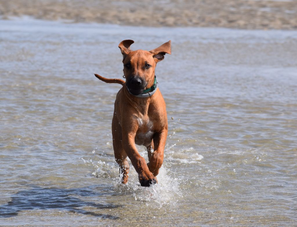 Tanzanian dream de karibu ridgeback