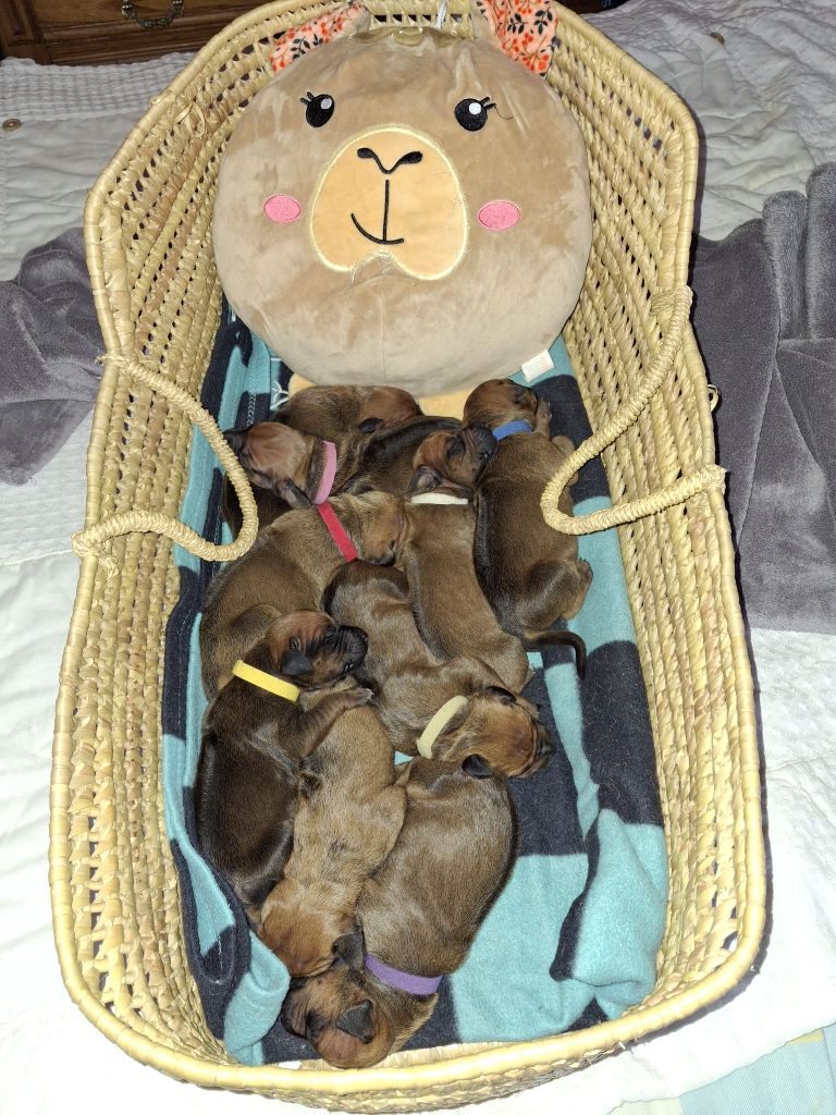 Des Dunes Des Crocs - Naissance des petits de Tanzanian Dream 