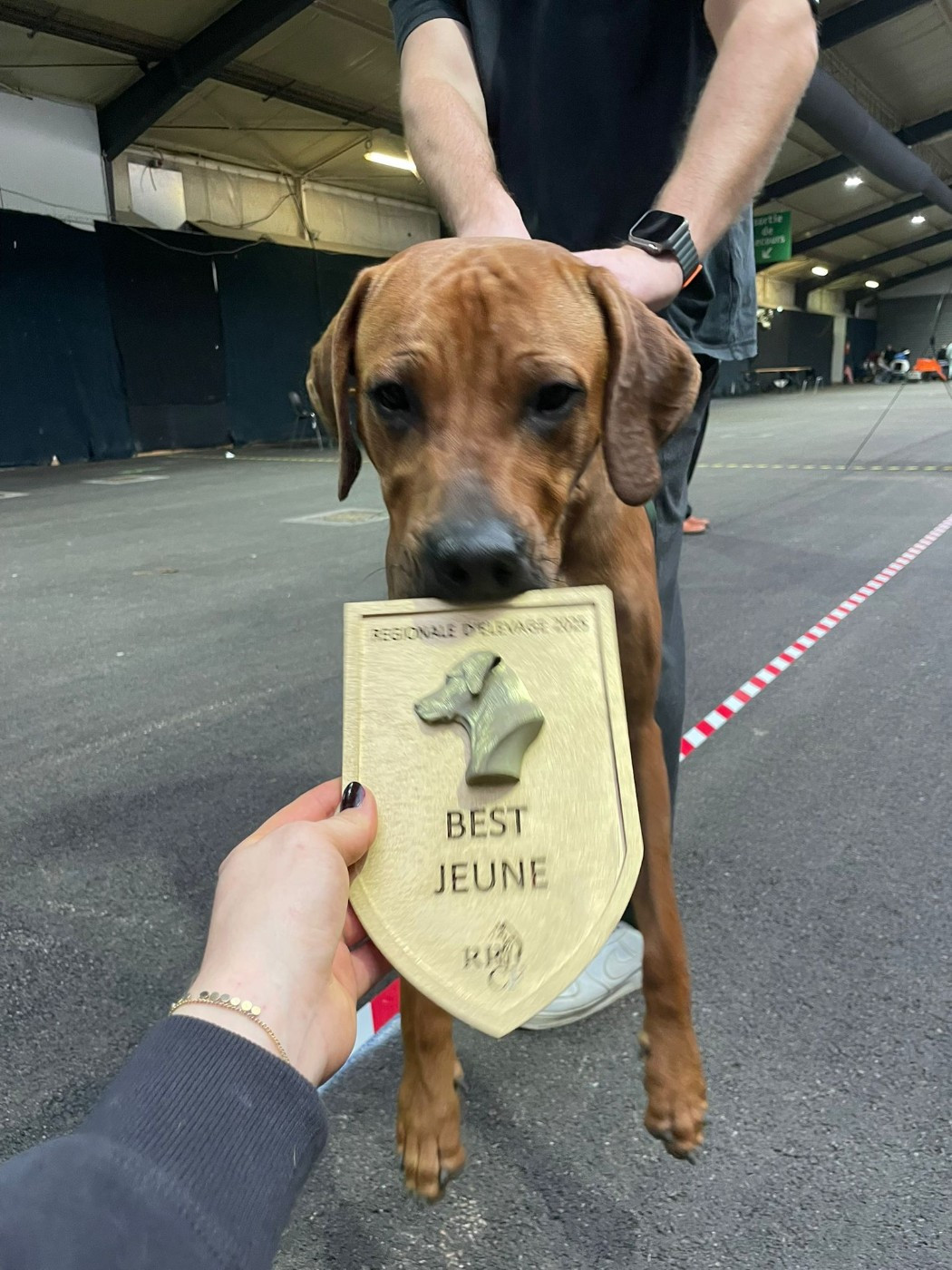 Des Dunes Des Crocs - Exposition canine Rouen 2025