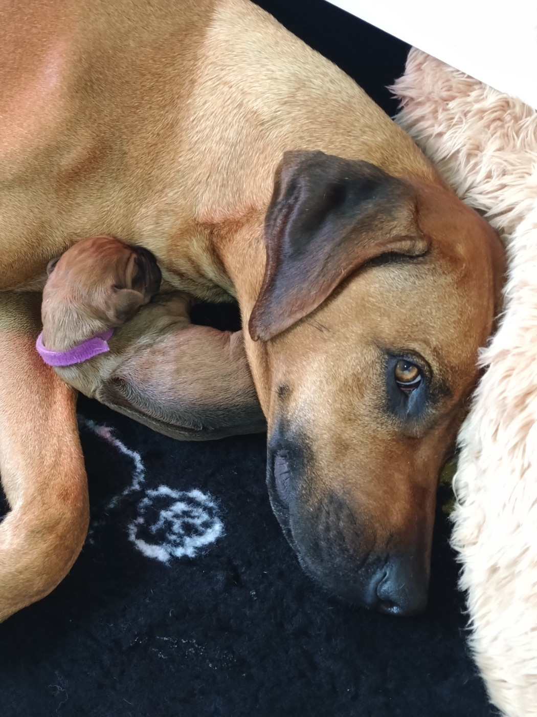 Des Dunes Des Crocs - Bienvenue aux petits Rhodesian Ridgeback !