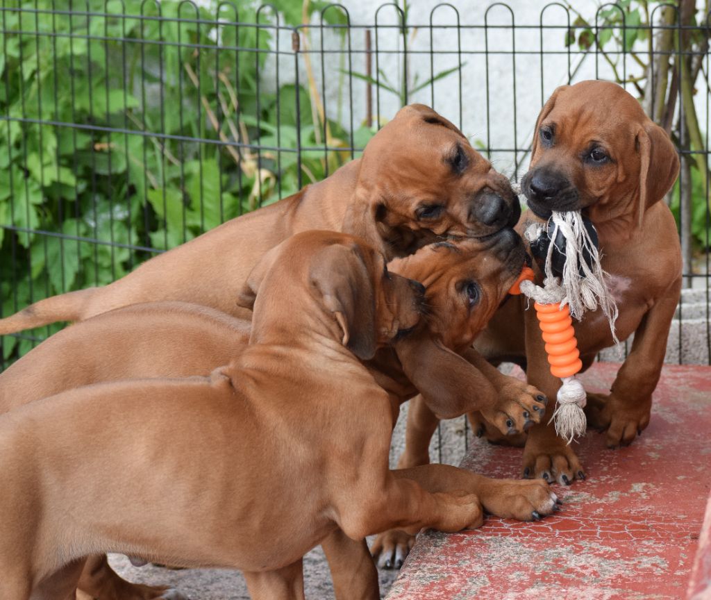 Des Dunes Des Crocs - Chiots 2023