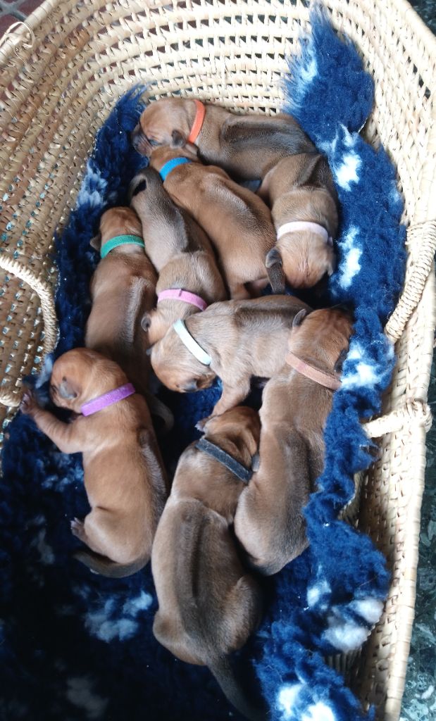 Des Dunes Des Crocs - Panier bien garni de 9 Rhodesian Ridgeback