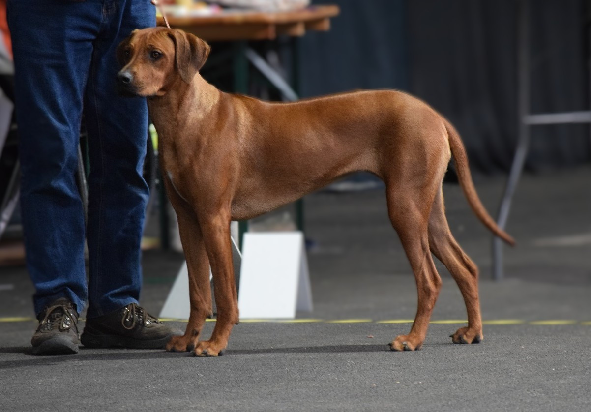 Chiots Tanzanian Dream 10 mois