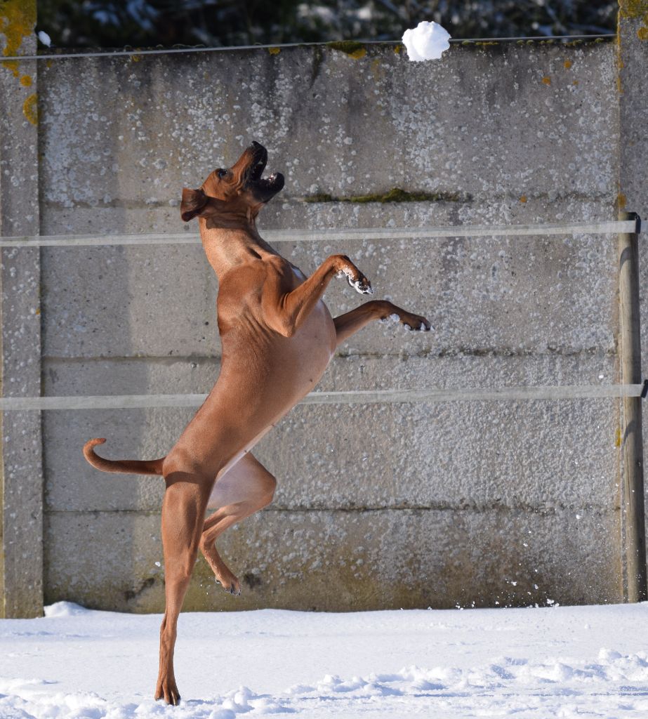Rhodesian sous la neige janvier 2024