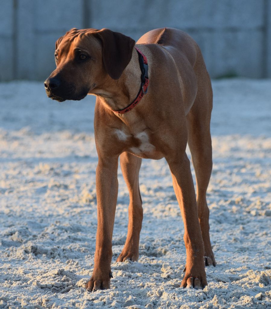 Tanzanian Dream de Karibu Ridgeback