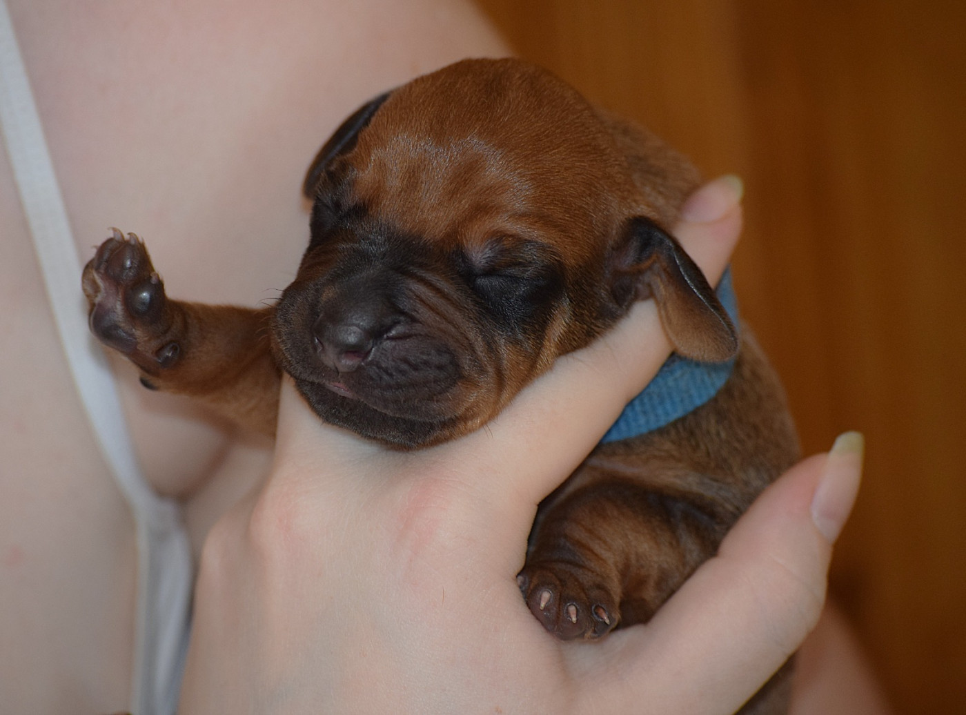 Chiot Rhodesian Ridgeback Des Dunes Des Crocs