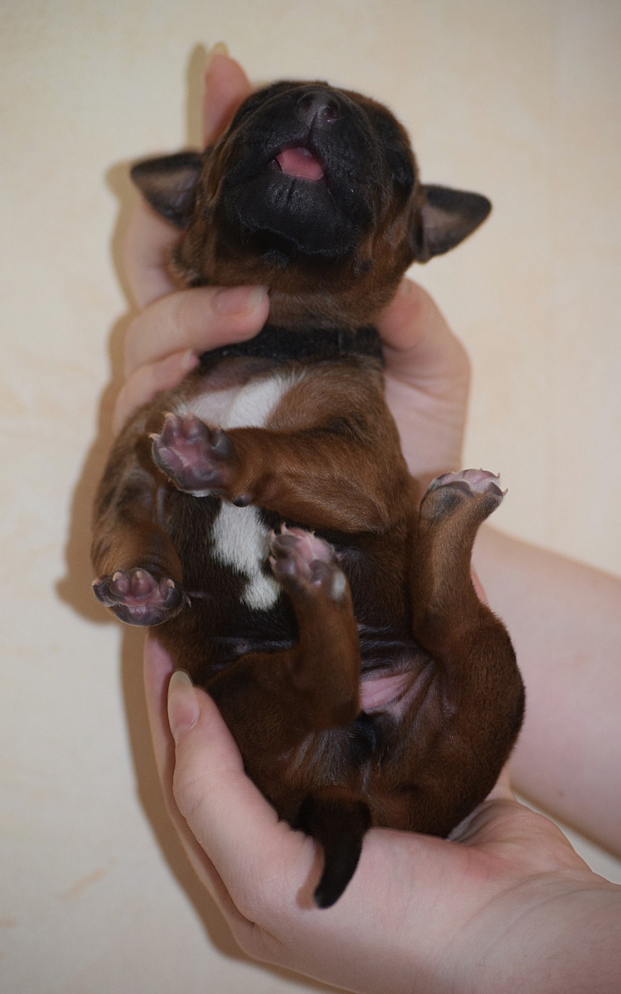 Des Dunes Des Crocs - Chiots disponibles - Rhodesian Ridgeback