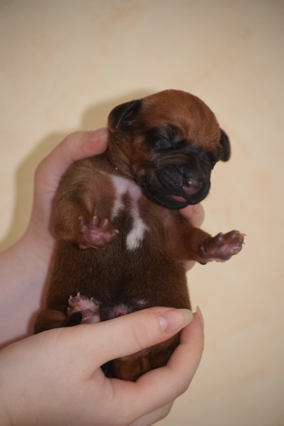 Des Dunes Des Crocs - Chiots disponibles - Rhodesian Ridgeback