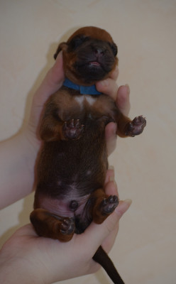 Chiot N°1