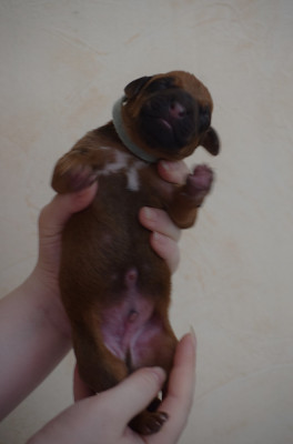 Chiot N°2