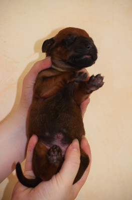 Chiot N°3