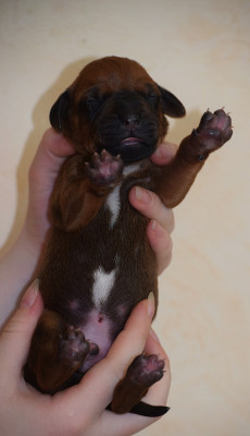 Chiot N°4
