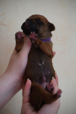 Chiot N°7