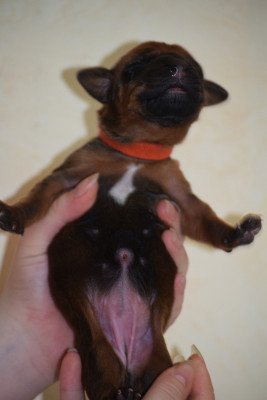 Chiot N°8