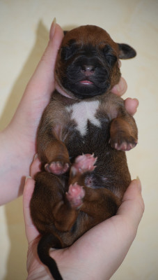 Chiot N°9