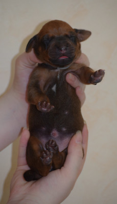 Chiot N°10